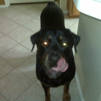 Darlene's Pet Sitting Services - Levi after dinner - Dog Walkers Near Me - Bailey, Colorado Darlene's Pet Sitting Services - Levi after dinner - Dog Walkers Near Me - Bailey, Colorado