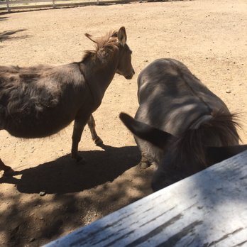 Spring Mountain Vineyard - The donkeys - Wineries Near Me - Saint Helena, California Spring Mountain Vineyard - The donkeys - Wineries Near Me - Saint Helena, California