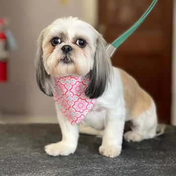 Pampered Paws Pet Grooming - Pet Groomers Near Me - Alton, Illinois Pampered Paws Pet Grooming - Pet Groomers Near Me - Alton, Illinois