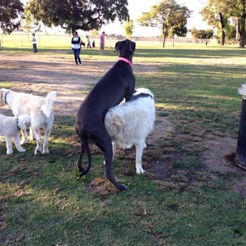 Arbor Dog Park - Got you again. - Dog Parks Near Me - Los Alamitos, California Arbor Dog Park - Got you again. - Dog Parks Near Me - Los Alamitos, California