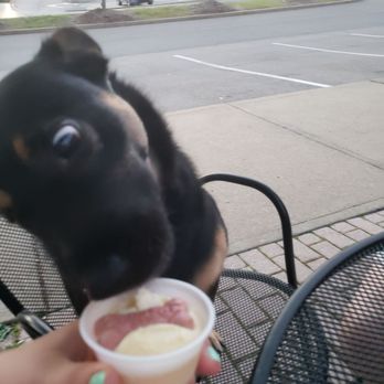 Kip's Ice Cream - My dog, enjoying his 'pup cup' - Ice Cream & Frozen Yogurt Near Me - Coraopolis, Pennsylvania Kip's Ice Cream - My dog, enjoying his 'pup cup' - Ice Cream & Frozen Yogurt Near Me - Coraopolis, Pennsylvania