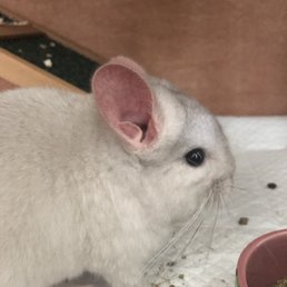 Chinchilla at his new home