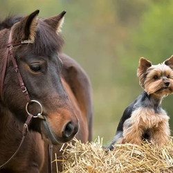 Daddy Wags In Home Pet Services