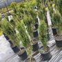 Photo of Gardener Nursery