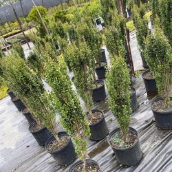 Gardener Nursery - Japanese holly Sky Pencil
