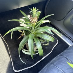 Kroger Marketplace - Pineapple Bromeliad