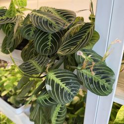Botanica Huntsville