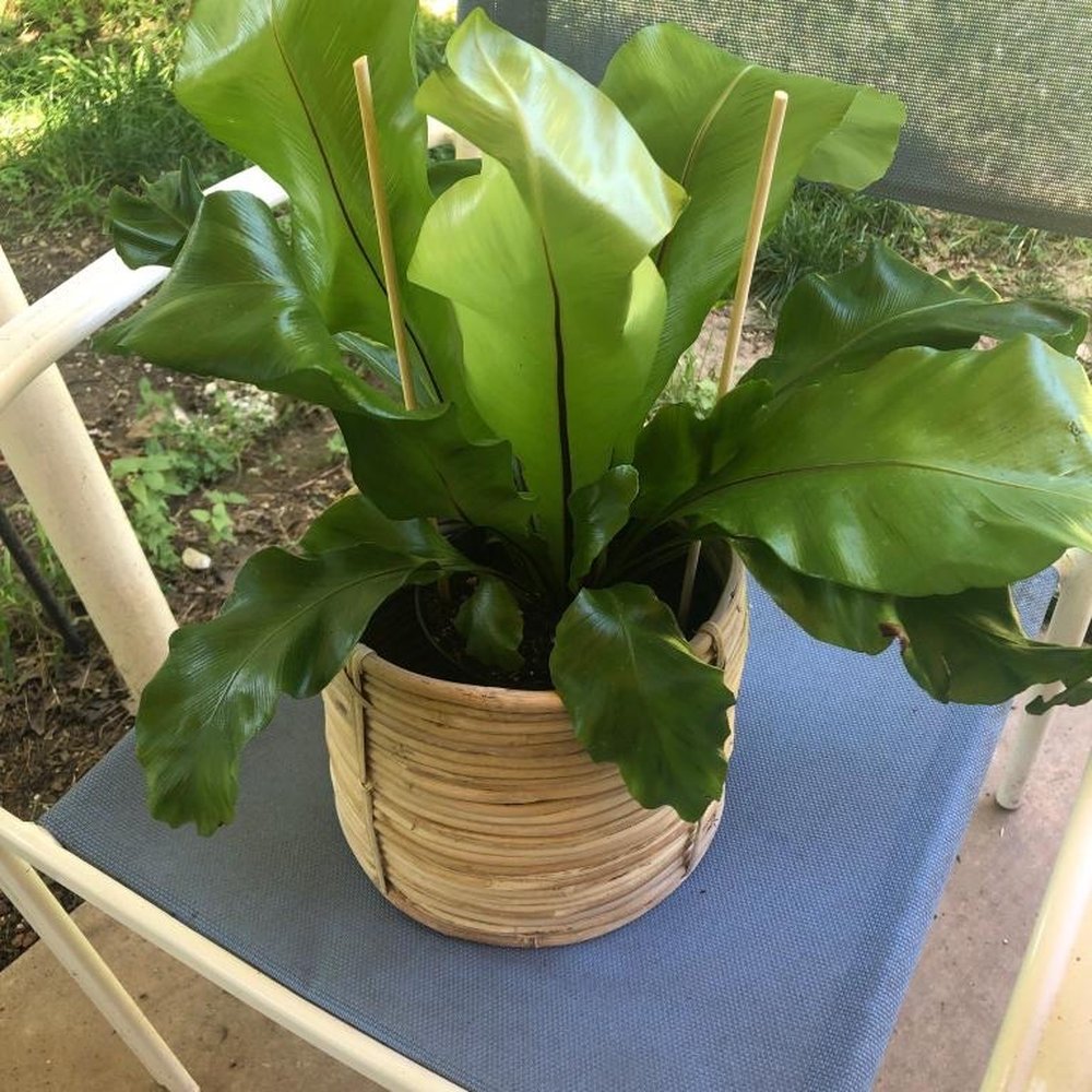 One of fronds "curated sets" - rattan basket set with 6 inch fern. So beautiful. One of fronds "curated sets" - rattan basket set with 6 inch fern. So beautiful.