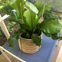One of fronds "curated sets" - rattan basket set with 6 inch fern. So beautiful.