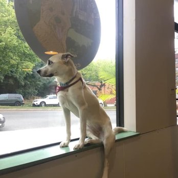 Pumkin Paws Pet Service - Dog Walkers Near Me - Bronx, New York