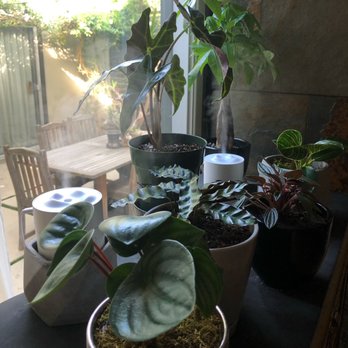 CA Succulent Garden - Nurseries & Gardening Near Me - Placentia, California
