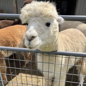 Alpacas at Marquam Hill Ranch - Ranches Near Me - Molalla, Oregon Alpacas at Marquam Hill Ranch - Ranches Near Me - Molalla, Oregon