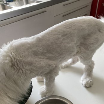 Magic Grooming - Pet Sitting Near Me - North Bay Village, Florida