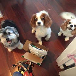 Dogwalker Etc