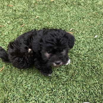 1 Love Dog Rescue - Pet Adoption Near Me - Auburn, California