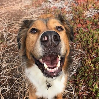 Zip Dog Adventures - Dog Walkers Near Me Zip Dog Adventures - Dog Walkers Near Me