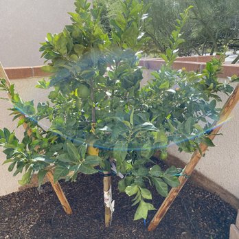 Moon Valley Nurseries - Citrus cocktail tree - Nurseries & Gardening Near Me - Marana, Arizona Moon Valley Nurseries - Citrus cocktail tree - Nurseries & Gardening Near Me - Marana, Arizona