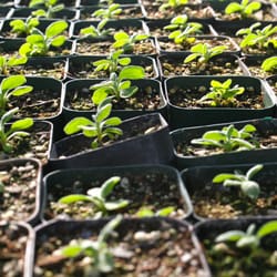 Our City Forest Nursery and Training Center