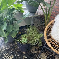 Misty’s Plant Based Foods - Thyme and other fresh greens in a planter