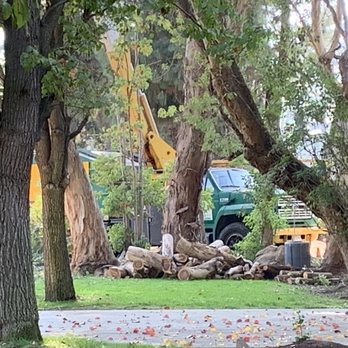 A-1 Expert Tree Service - Tree Services Near Me A-1 Expert Tree Service - Tree Services Near Me
