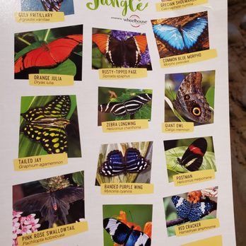 Butterfly Jungle - 2019  butterflies - Zoos Near Me - Escondido, California