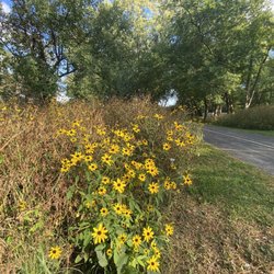 Pick Park - Wildflowers on trail