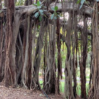 Royal Botanic Gardens - Botanical Gardens Near Me - Sydney, NSW Royal Botanic Gardens - Botanical Gardens Near Me - Sydney, NSW