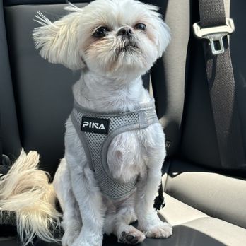 A Dog's Tail - Model pupster a few days after his hair cut! - Pet Groomers Near Me - San Jose, California A Dog's Tail - Model pupster a few days after his hair cut! - Pet Groomers Near Me - San Jose, California