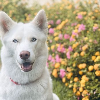 Dogography L A - Pet Photography Near Me Dogography L A - Pet Photography Near Me