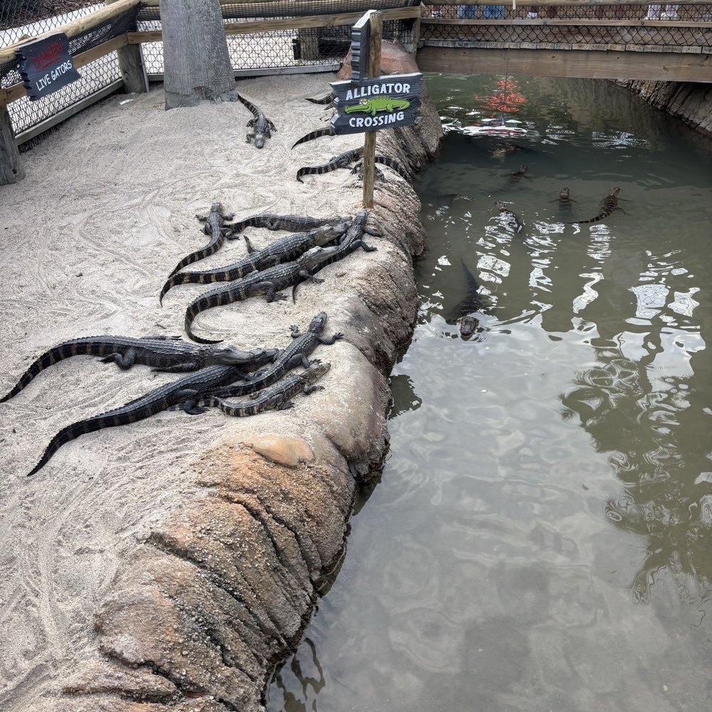 Congo River Golf - Mini Golf Near Me - Orlando, Florida Congo River Golf - Mini Golf Near Me - Orlando, Florida
