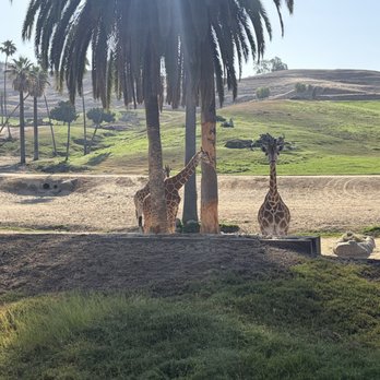 Roar and Snore - Campgrounds Near Me - Escondido, California Roar and Snore - Campgrounds Near Me - Escondido, California