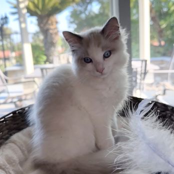 Lil’ Meow Meows Ragdoll Cattery - Pet Breeders Near Me Lil’ Meow Meows Ragdoll Cattery - Pet Breeders Near Me