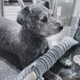 Bischoff's Taxidermy & Animal FX