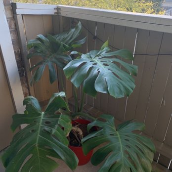 PalmBuddha - Huge monstera! - Landscaping Near Me - San Antonio, Texas PalmBuddha - Huge monstera! - Landscaping Near Me - San Antonio, Texas