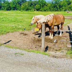 Farmer Johns - Two Horses