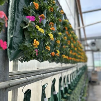 Kuhlmanns - Hanging flower bags - Nurseries & Gardening Near Me - Edmonton, Alberta Kuhlmanns - Hanging flower bags - Nurseries & Gardening Near Me - Edmonton, Alberta