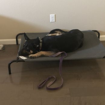 Spectrum Canine - Joey in "Place" - Pet Training Near Me