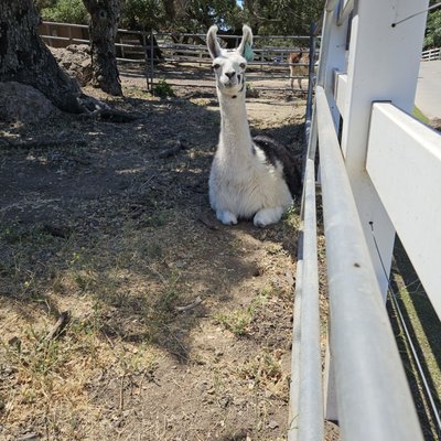 Saddlerock Ranch by null