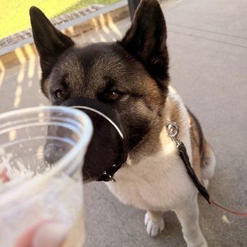 Kape Republik - Off menu - pup cup - Bakeries Near Me - Ontario, California Kape Republik - Off menu - pup cup - Bakeries Near Me - Ontario, California