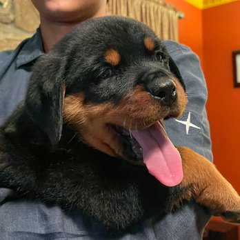 Ronnie's Dogs - Rottweiler Puppy, now 7 weeks, from Delilah and Heman. German bloodline. - Pet Training Near Me - Los Angeles, California Ronnie's Dogs - Rottweiler Puppy, now 7 weeks, from Delilah and Heman. German bloodline. - Pet Training Near Me - Los Angeles, California