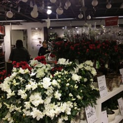 Mester Grønn - Elsker azelea :-)  fin juleplante.