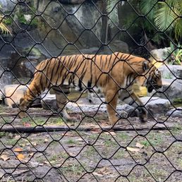 A tiger