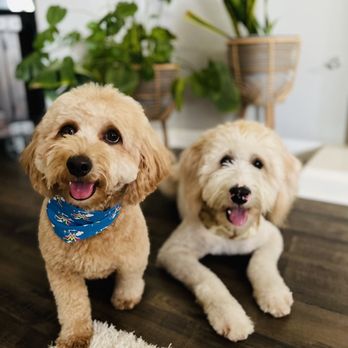 Paws At Main - Riverside - Fresh haircut - Pet Groomers Near Me - Riverside, California Paws At Main - Riverside - Fresh haircut - Pet Groomers Near Me - Riverside, California