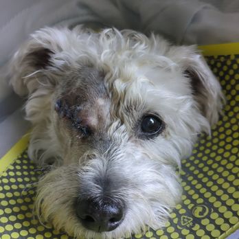 Spot Pet Insurance - Pet Insurance Near Me - Miami, Florida Spot Pet Insurance - Pet Insurance Near Me - Miami, Florida