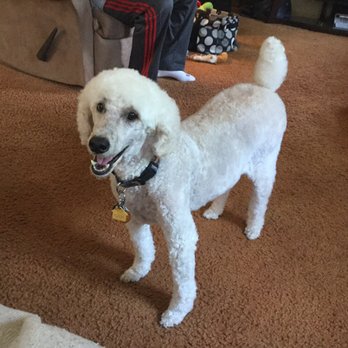 Mon-Ami Dog Grooming - Pet Groomers Near Me - Flushing, New York