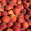 Mitcham Farms gift card