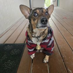 High Desert Veterinary Care - Patient