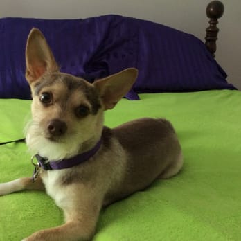 Beth's Barks N Bubbles - Carter relaxing after his day at the spa. He is so handsome and smells so good! - Pet Groomers Near Me - Durham, North Carolina