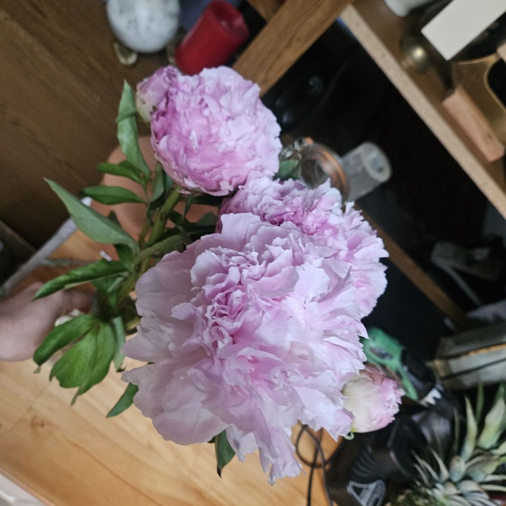 Trader Joe's - Grocery Near Me - Greensboro, North Carolina Trader Joe's - Grocery Near Me - Greensboro, North Carolina