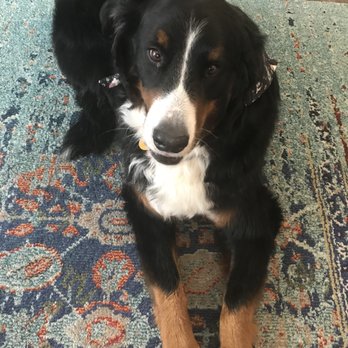 A Clip Above - Beautiful groomed Berner! - Pet Groomers Near Me - Centennial, Colorado